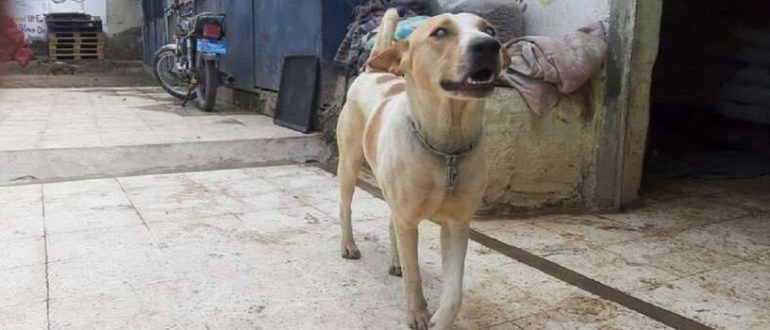Die emotionale Begegnung zwischen einem blinden Hund und seinem Retter beim Erkennen seiner Stimme (Video)