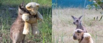 Ein kleines süßes Känguru-Baby ist so verliebt in seinen Teddybären!