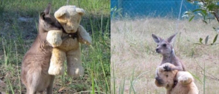 Ein kleines süßes Känguru-Baby ist so verliebt in seinen Teddybären!