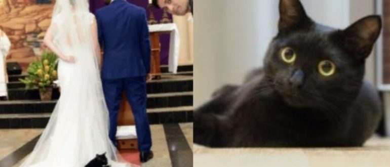 Eine lustige Katze hat eine Hochzeit gecrasht, indem sie auf das Kleid der Braut gestiegen ist und ein Nickerchen gemacht hat