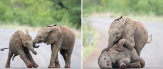 Elefantenbabys werden beim Spielen und Rollen auf dem Boden eingefangen