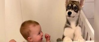 Eltern fanden Husky-Welpen im Babybett, aber das war noch nicht alles (Video)