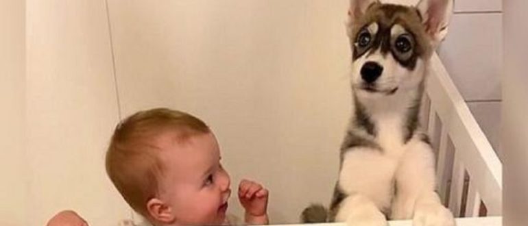 Eltern fanden Husky-Welpen im Babybett, aber das war noch nicht alles (Video)