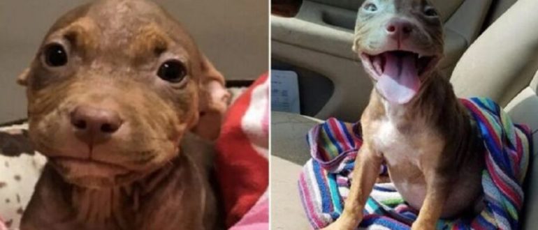 Entzückender Pitbull-Welpe, der so glücklich ist, den Unterschlupf zu verlassen, dass ihr Schwanz nicht aufhört zu wedeln