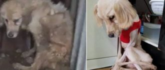 Gehörloser Hund, der lange Zeit verlassen wurde, und seine Reise zur Liebe