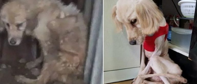 Gehörloser Hund, der lange Zeit verlassen wurde, und seine Reise zur Liebe