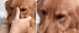 Golden Retriever erkannte seine frühere Besitzerin und konnte nach 5 Jahren, ohne sie gesehen zu haben, nicht aufhören zu weinen
