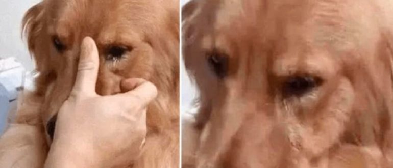 Golden Retriever erkannte seine frühere Besitzerin und konnte nach 5 Jahren, ohne sie gesehen zu haben, nicht aufhören zu weinen