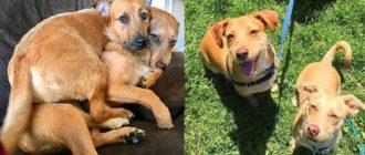 Hund trifft ihren Zwilling auf einer Wand und bittet Mama, ihn nach Hause zu bringen