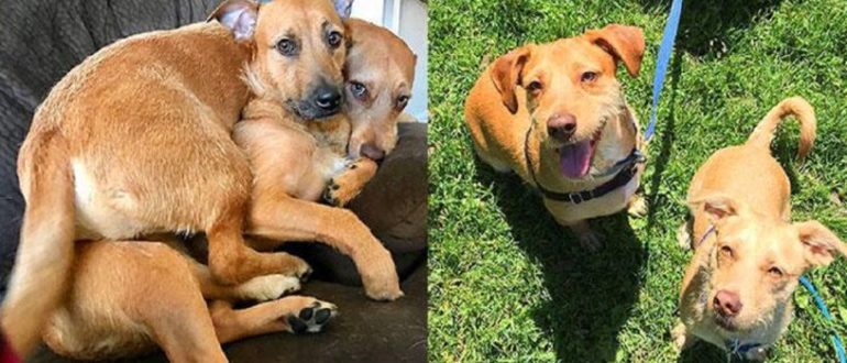 Hund trifft ihren Zwilling auf einer Wand und bittet Mama, ihn nach Hause zu bringen