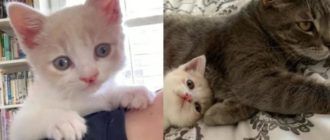 Kleines Kätzchen wurde vor einem Büro gesichtet, kommt zu einer Katze geschwankt und beschließt, dass er ihr helfen wird, sie aufzuziehen (Video)