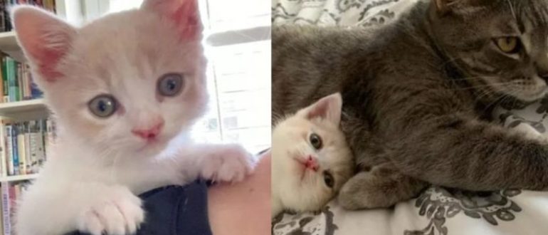 Kleines Kätzchen wurde vor einem Büro gesichtet, kommt zu einer Katze geschwankt und beschließt, dass er ihr helfen wird, sie aufzuziehen (Video)