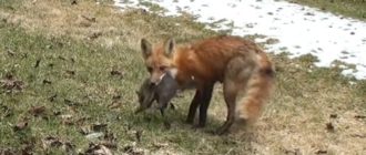Mama Fuchs kommt zurück, um ihre Babys zu holen, die unter einer Veranda versteckt gefunden wurden (Video)
