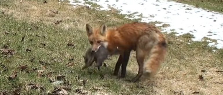 Mama Fuchs kommt zurück, um ihre Babys zu holen, die unter einer Veranda versteckt gefunden wurden (Video)