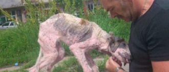 Mann unternimmt letzte Anstrengungen, um den Straßenhund zu retten