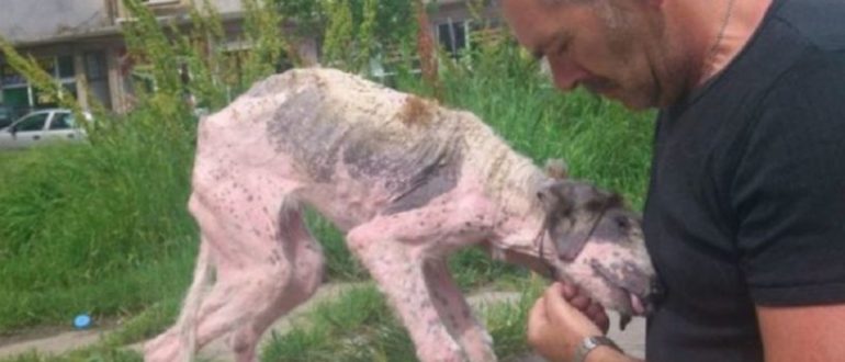 Mann unternimmt letzte Anstrengungen, um den Straßenhund zu retten