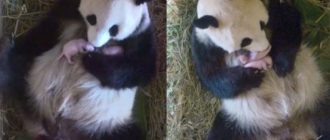 Riesige Panda-Mama überrascht Zoowärter mit Zwillingsjungen, während alle nur auf ein Baby warteten
