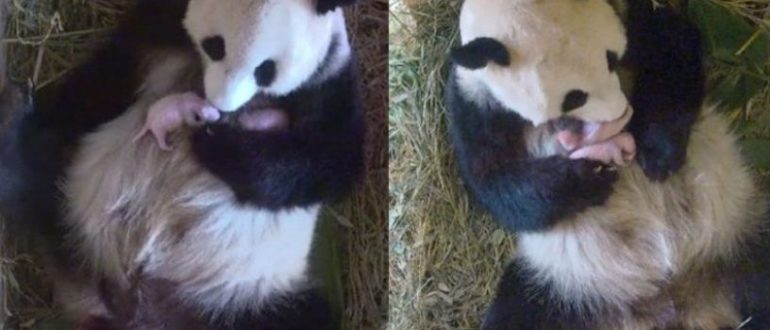 Riesige Panda-Mama überrascht Zoowärter mit Zwillingsjungen, während alle nur auf ein Baby warteten