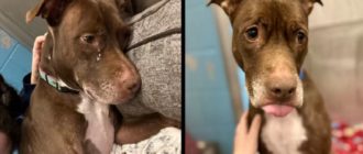 Shelter Dog ist schockiert und hat Angst, nach 7 Jahren von seiner Familie verlassen zu werden