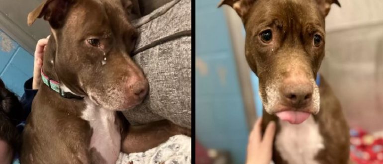 Shelter Dog ist schockiert und hat Angst, nach 7 Jahren von seiner Familie verlassen zu werden