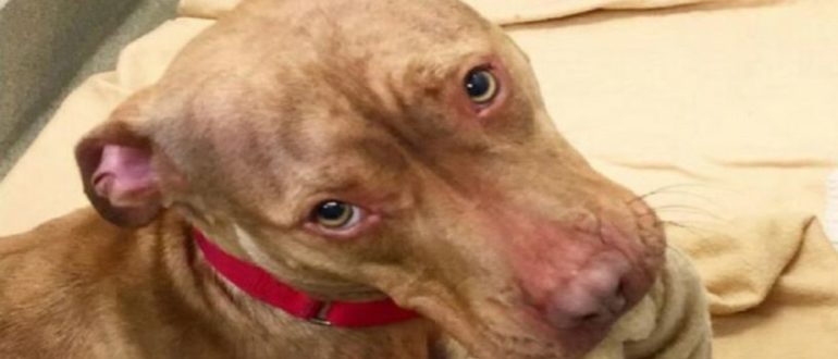 Shelter Dog wird immer wieder abgelehnt, also macht er sein eigenes Bett, um zu zeigen, dass er ein guter Junge war (Video)