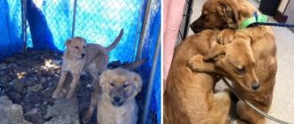 Shelter Puppy tröstet ihre Schwester mit einer Umarmung, nachdem sie gerettet wurde