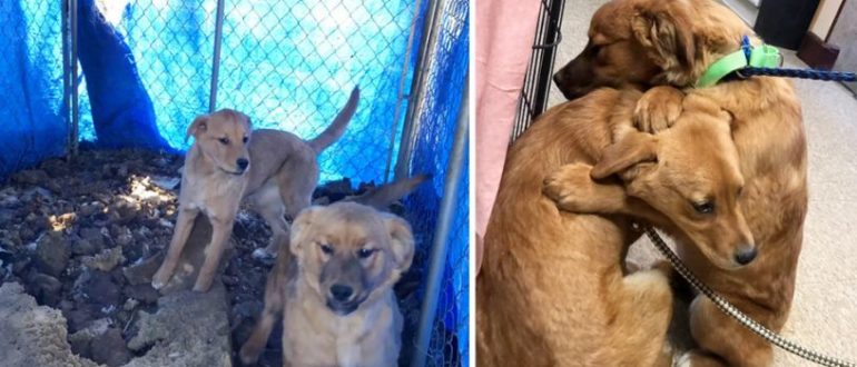 Shelter Puppy tröstet ihre Schwester mit einer Umarmung, nachdem sie gerettet wurde