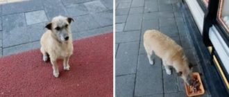 Straßenhund reagiert unkontrolliert, wenn ihm ein Ladenmitarbeiter Essen serviert (Video)