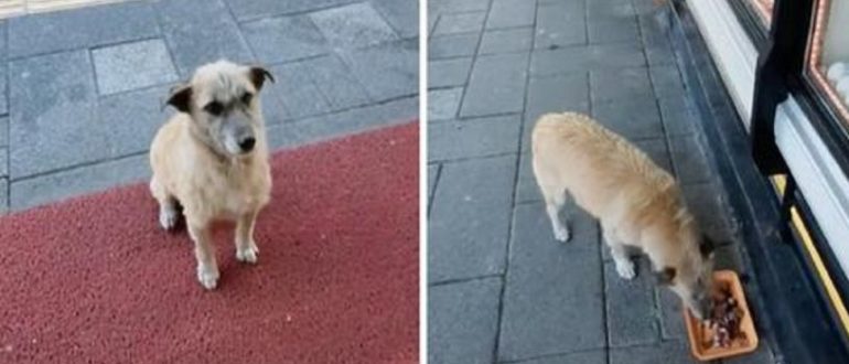 Straßenhund reagiert unkontrolliert, wenn ihm ein Ladenmitarbeiter Essen serviert (Video)