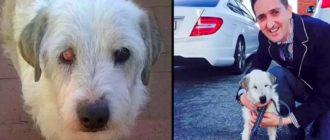 Tierheimhund wartet 15 Jahre auf ein Zuhause für immer