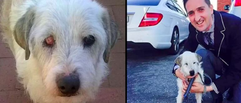 Tierheimhund wartet 15 Jahre auf ein Zuhause für immer