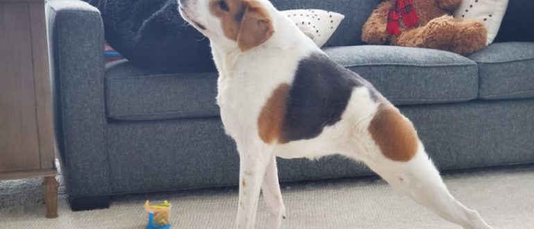 Treffen Sie Cooper – Ein besonderer Hund mit einer seltenen Missbildung und einem Leben voller Liebe (Video)