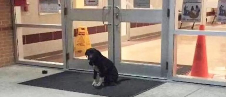 Verlassener Hund wartete jeden Morgen vor der Schule auf Hilfe, bis dieser freundliche Mann auftauchte