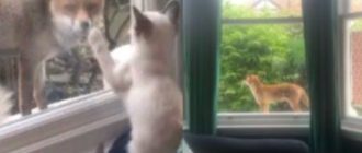 Wunderbarer wilder Fuchs freundet sich durch das Fenster mit dem kleinen Kätzchen an