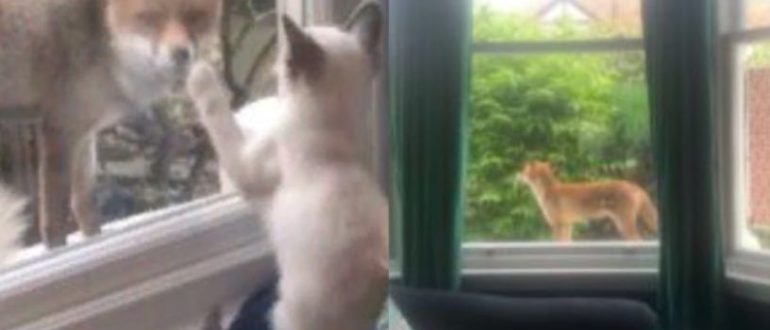 Wunderbarer wilder Fuchs freundet sich durch das Fenster mit dem kleinen Kätzchen an