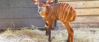 Zoo feiert die Geburt des neugeborenen östlichen Bongo, einer vom Aussterben bedrohten Art (Video)