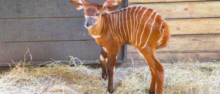 Zoo feiert die Geburt des neugeborenen östlichen Bongo, einer vom Aussterben bedrohten Art (Video)