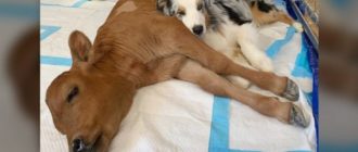 Das kranke Kalb lag allein auf dem Boden, bis ein Hund auftauchte, der alles veränderte