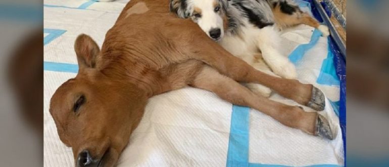 Das kranke Kalb lag allein auf dem Boden, bis ein Hund auftauchte, der alles veränderte