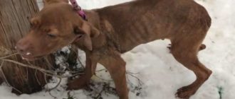 Der Welpe wurde im eiskalten Schnee verletzt, ein Seil war um seinen Hals gebunden (Video)