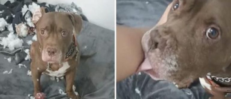 Der Welpe zerbricht ein Stofftier und leckt seinem Besitzer die Hand, um sich zu entschuldigen (Video)