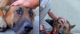 Der ältere Hund, der in einem tiefen Fluss gefangen war, begann zu weinen, als der Freiwillige auf ihn zukam, um ihn zu streicheln