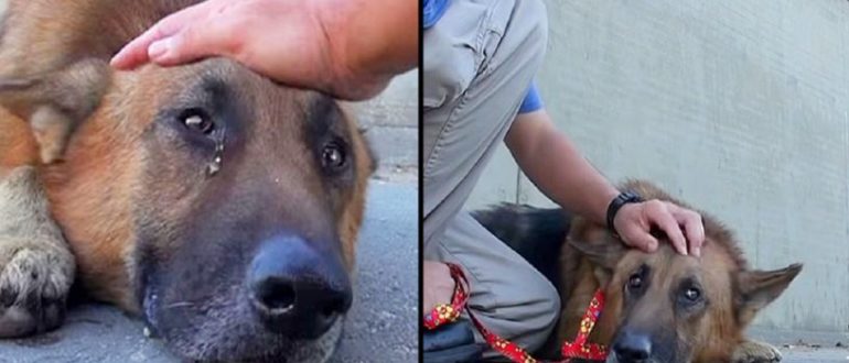 Der ältere Hund, der in einem tiefen Fluss gefangen war, begann zu weinen, als der Freiwillige auf ihn zukam, um ihn zu streicheln