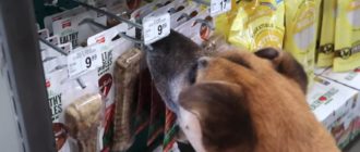Der obdachlose Hund wird in die Zoohandlung gebracht und bekommt alles, was er anfasst (Video)