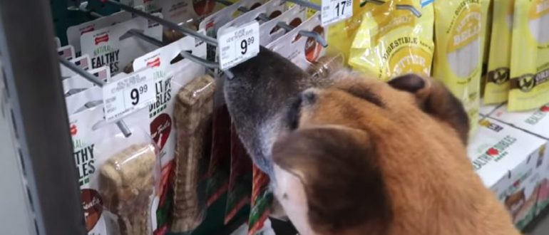Der obdachlose Hund wird in die Zoohandlung gebracht und bekommt alles, was er anfasst (Video)