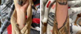 Die Frau mit dem ganz besonderen Tattoo zur Erinnerung an ihren geliebten Hund