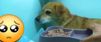 Die Geschichte eines Welpen, der in einen Hungerstreik trat, nachdem er glaubte, sein Herrchen im Feuer sei sein treuer Freund (Video)