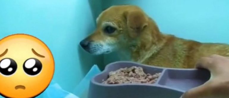 Die Geschichte eines Welpen, der in einen Hungerstreik trat, nachdem er glaubte, sein Herrchen im Feuer sei sein treuer Freund (Video)