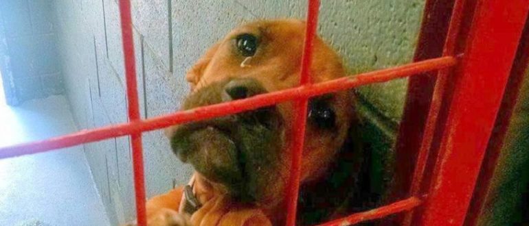 Die Hündin weinte die ganze Nacht, weil niemand sie auswählte, und das Tierheim teilte ihr Foto als letzten Ausweg (Video)