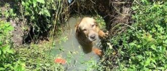 Die Polizei rettete den Welpen aus einer Abwassergrube und adoptierte dann den Hund